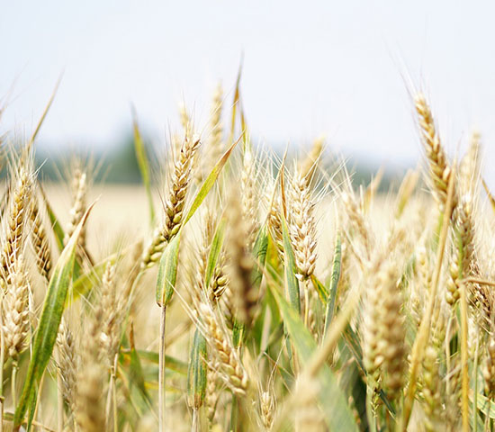 Banka ir piešķīrusi atbalstu 14 miljonu eiro apmērā graudu vairumtirdzniecības uzņēmumam “Agerona” lauksaimniecības preču tirdzniecības darījumu finansēšanai.